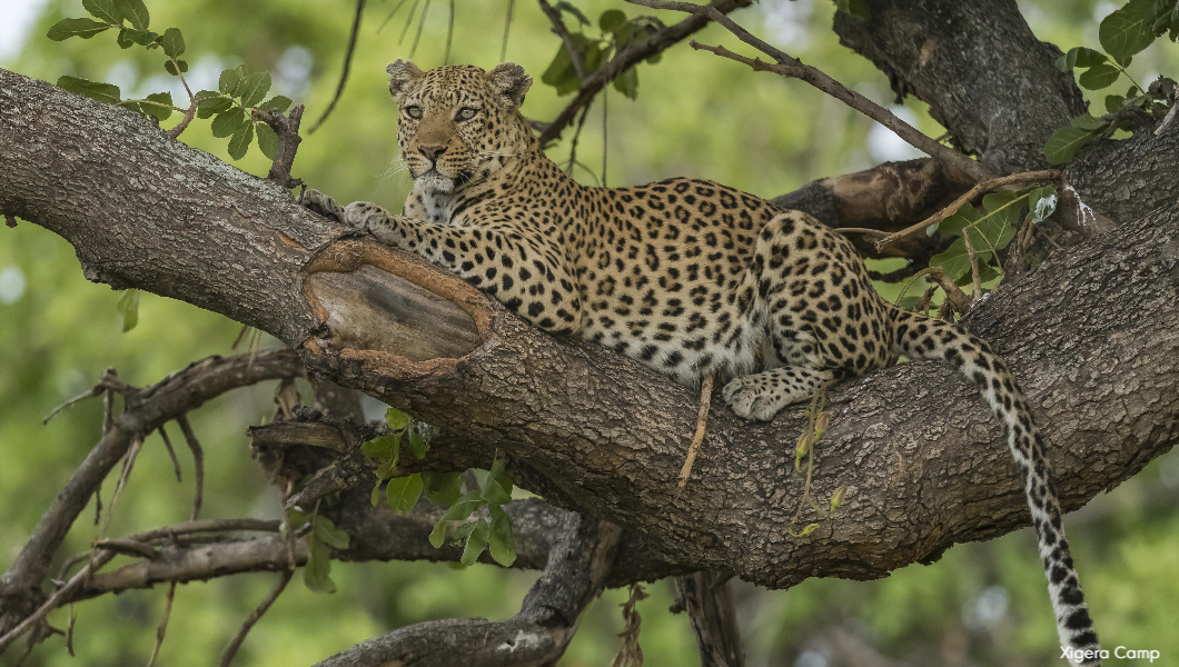 leopard in tree